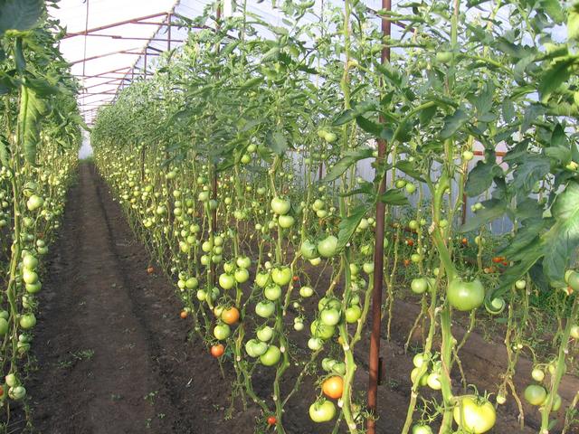 Создание шпалеры для низкорослых томатов