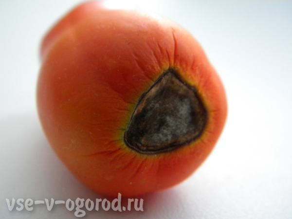 , , ,tomato